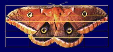 The irrational number phi- 1.61 is found as a ratio throughout all of nature